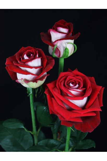 Троянда Люксор – витончені бутони